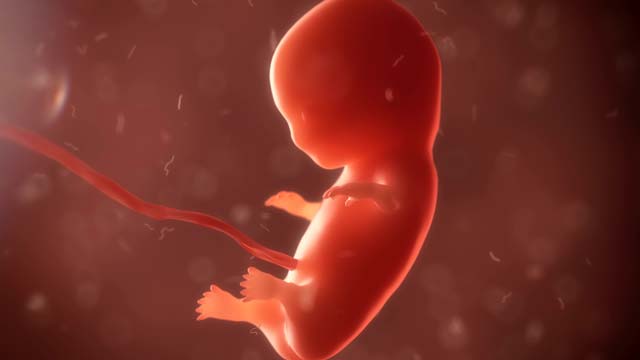 Embrião no útero